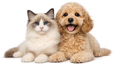 Dog and cat together