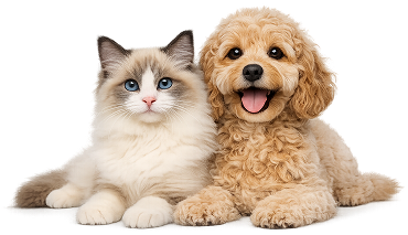 Dog and cat together